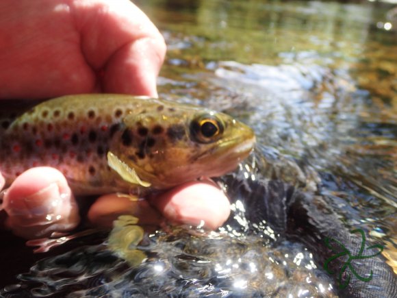 Glen Maye River - Rushen Glen