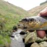 Glen Maye River above Glen Rushen Trout