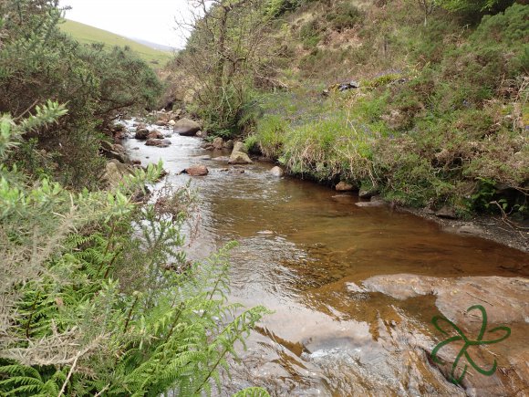 Glen Maye River - Rushen Glen