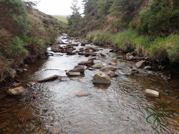 Glen Maye River - Rushen Glen