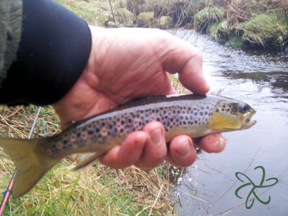 Glen Maye River at Glen Rushen Trout