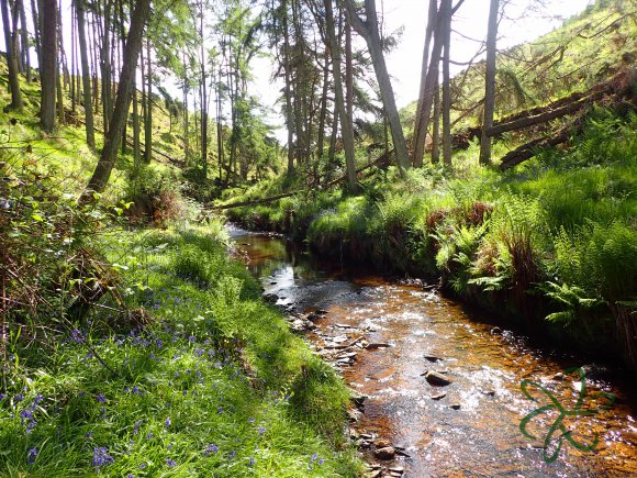 Glen Maye River - Rushen Glen