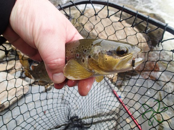 Glen Maye Trout