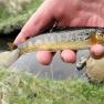 Glen Maye River above Glen Rushen Trout