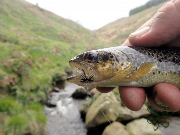 Glen Maye River above Glen Rushen Trout