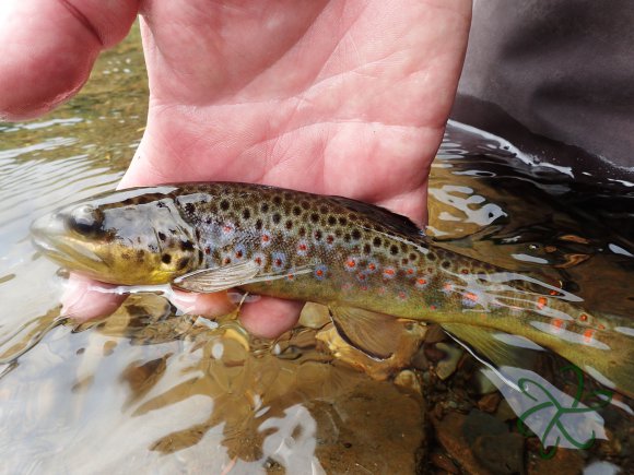 Glen Maye River - Rushen Glen