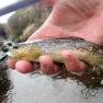 Glen Maye River above Glen Rushen Trout