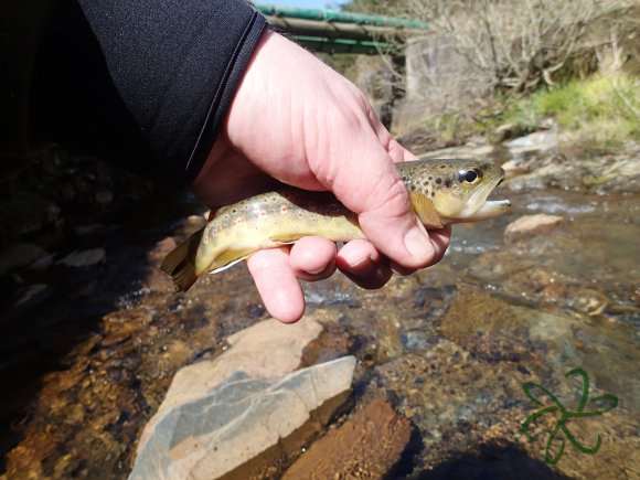 Glen Maye River at Glen Rushen