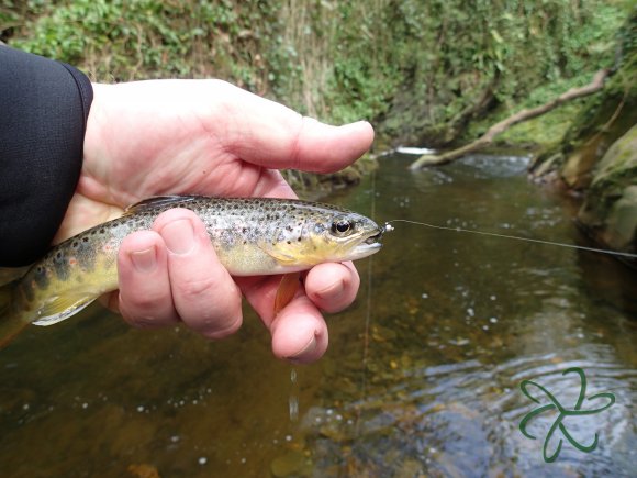 Glen Maye Trout