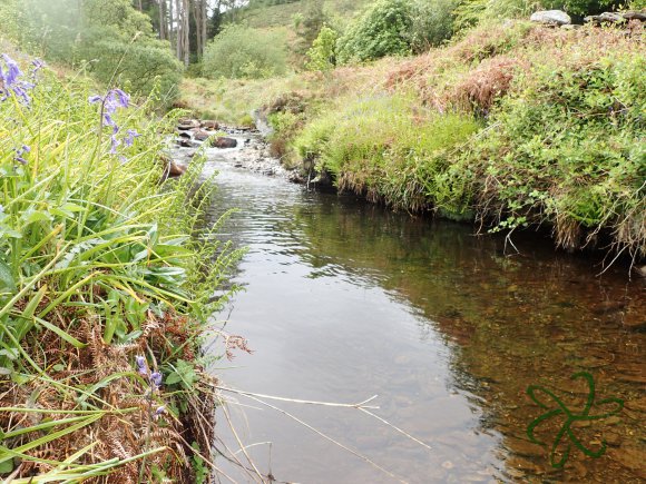 Glen Maye River - Rushen Glen