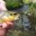 Groudle River in Groudle Glen Trout