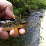 Groudle River in Groudle Glen Trout