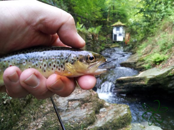 Groudle River in Groudle Glen Trout