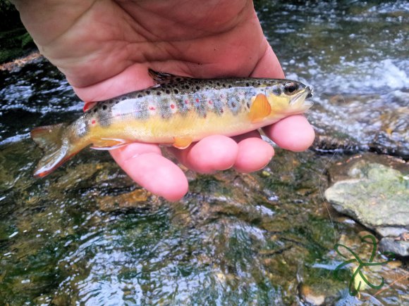 Groudle River trout caught on Tenkara