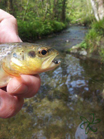 Tenkara caught trout