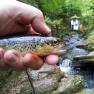 Groudle River in Groudle Glen Trout