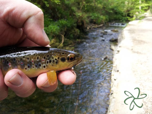 Groudle River in Groudle Glen Trout