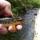 Groudle River in Groudle Glen Trout