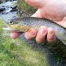 Injebreck River Trout