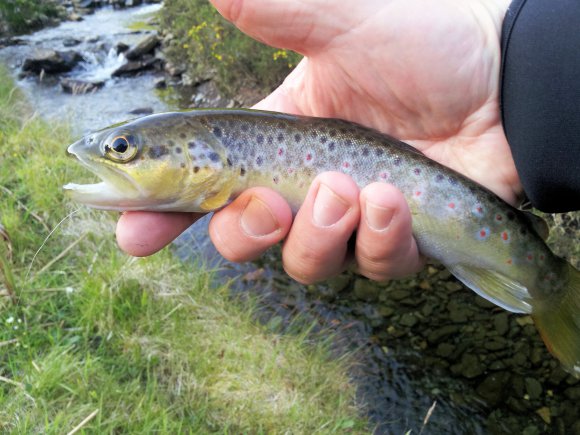 Tenkara caught trout