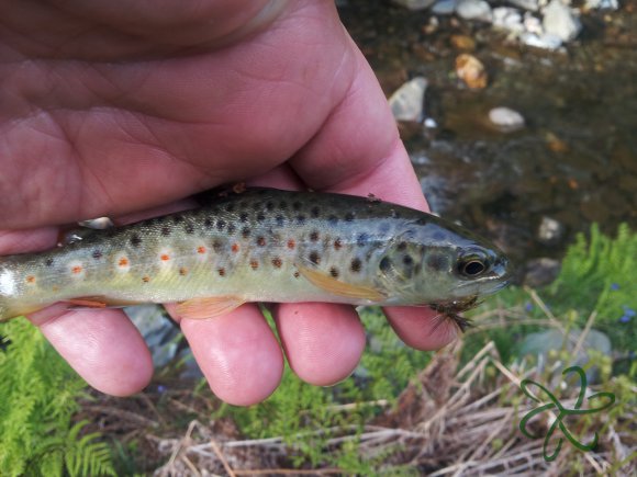 Injebreck River Trout