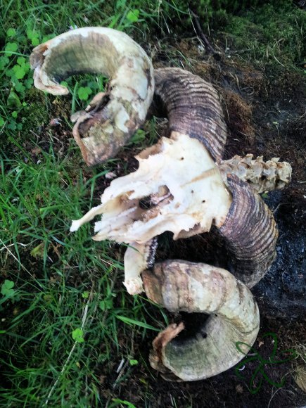 Injebreck River - Skull