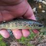 Injebreck River Trout