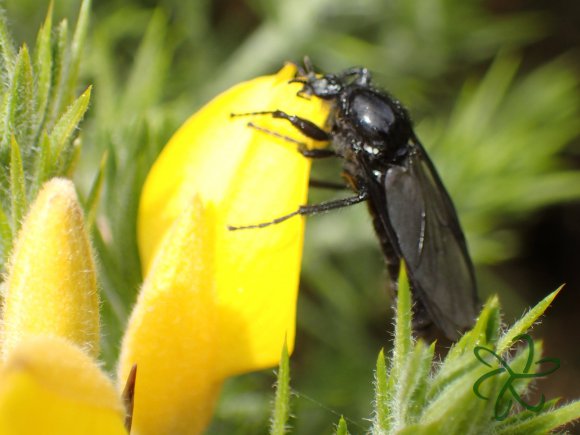 Hawthorn Fly