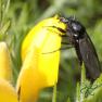 Hawthorn Fly