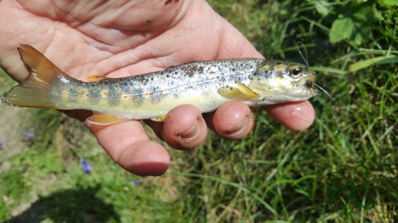 Laqg Trout
