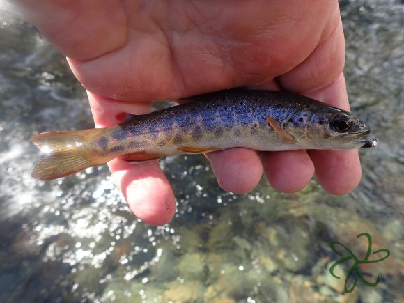 Laxey River Small Trout