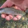 Laxey River Trout