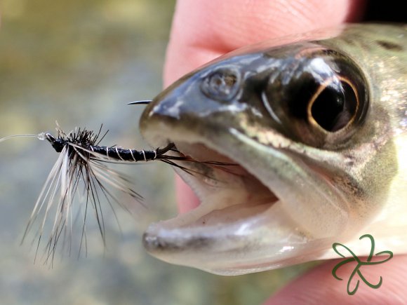 Trout on Tenkara Dry Fly Laxey River