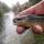 Laxey River Trout