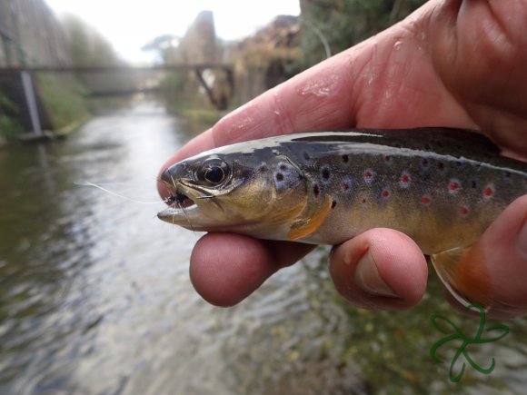 Beautiful Trout on Tenkara Dry Fly