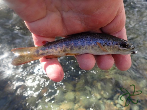 Look at the tail on that!