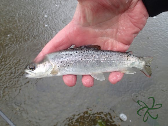Laxey River Trout