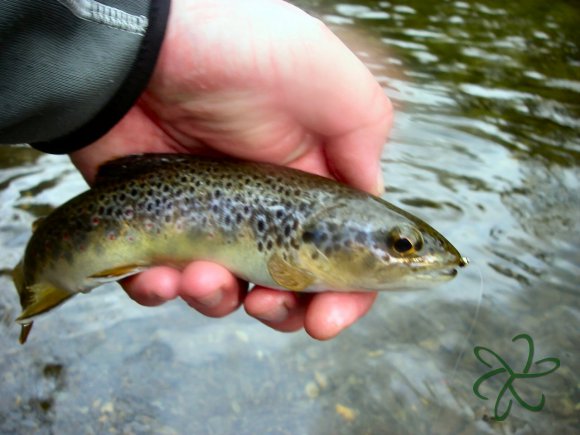 Laxey River Trout