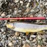Laxey River Trout
