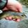 Laxey River Trout