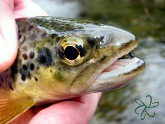 Laxey River Trout