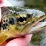 Laxey River Trout