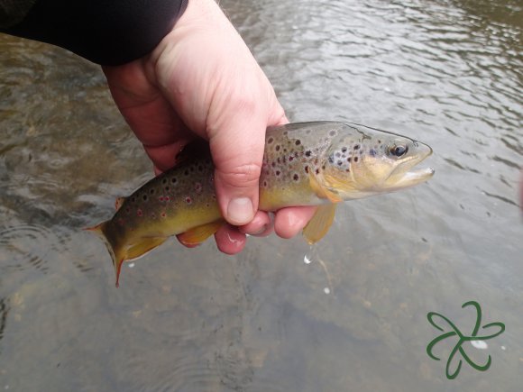 Laxey River Trout