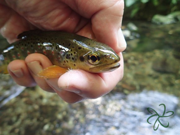 Tenkara trout from Laxey River
