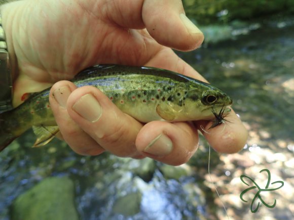 Tenkara Trout on a black dry.