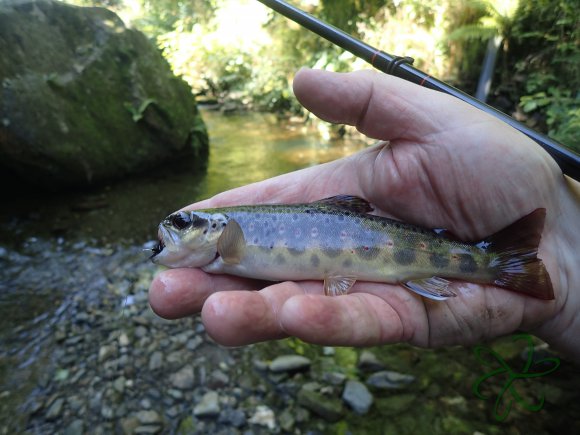 Small Tenkara caught trout.