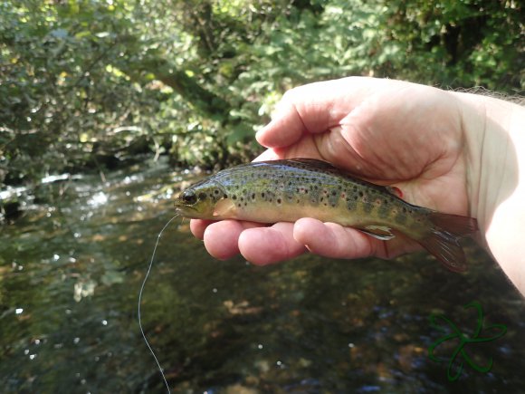 Small Tenkara caught trout