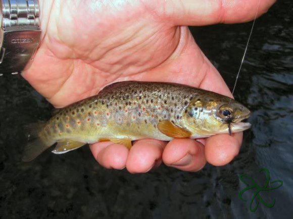 River Neb Trout