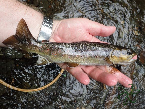 Glen Helen trout on Tenkara