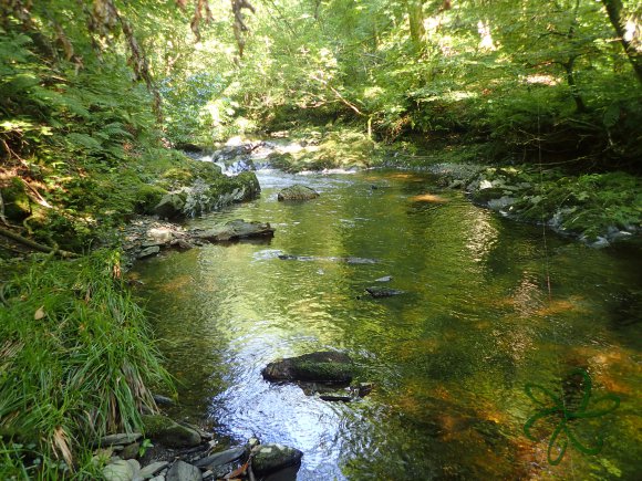 Glen Helen water